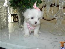 maltese puppy posted by Elegant Babies